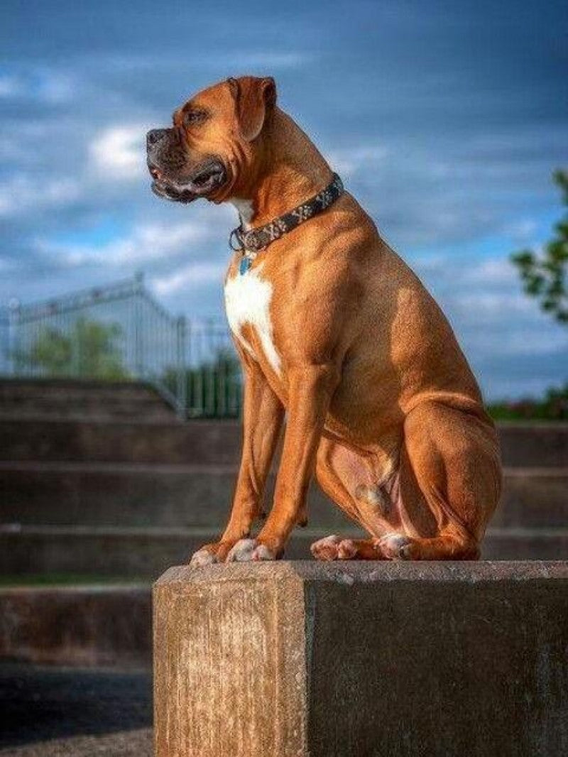 Boxer Dog | Diamond Painting