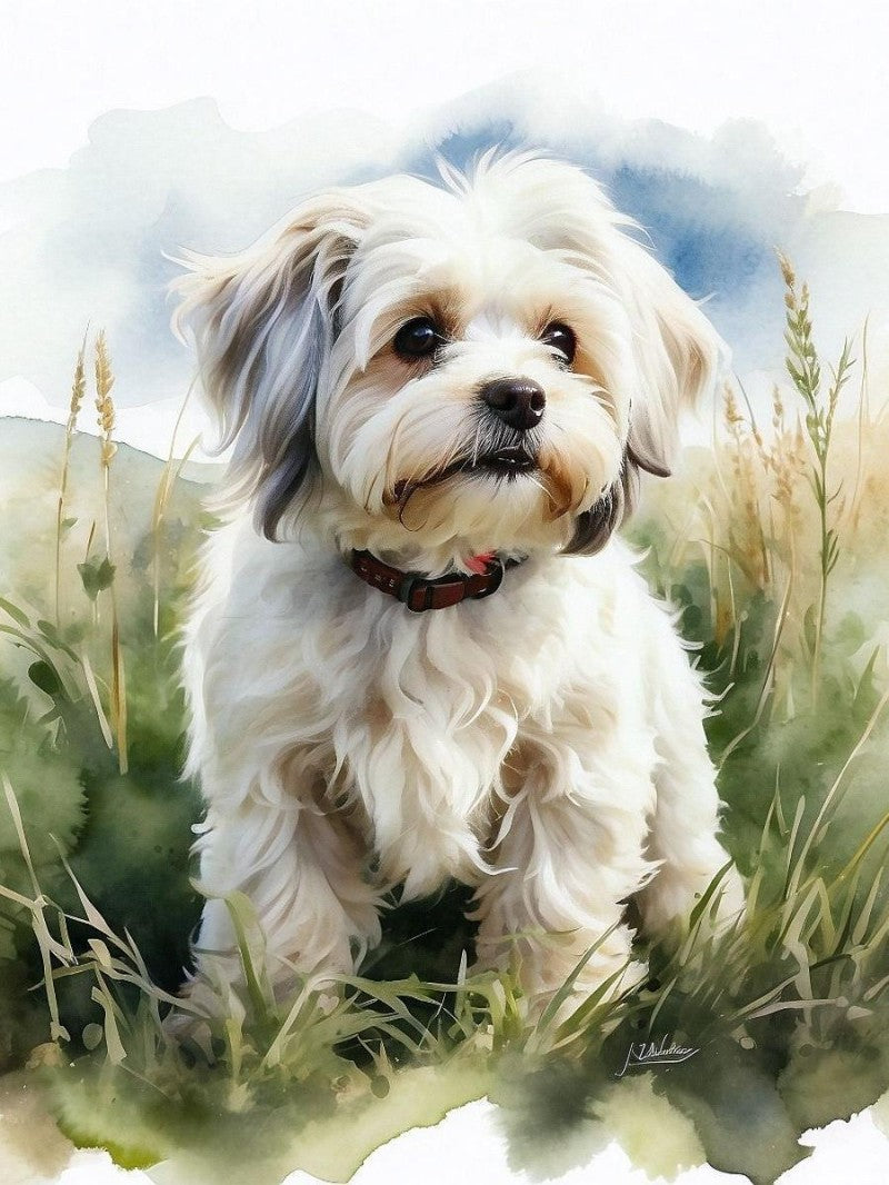 Havanese Dog | Diamond Painting