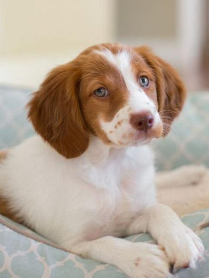 Brittany Spaniel Dog | Diamond Painting