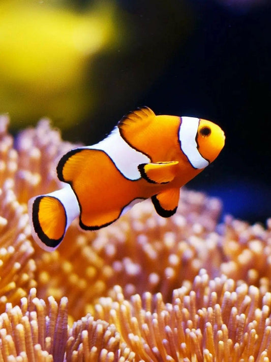 Clown Fish | Diamond Painting