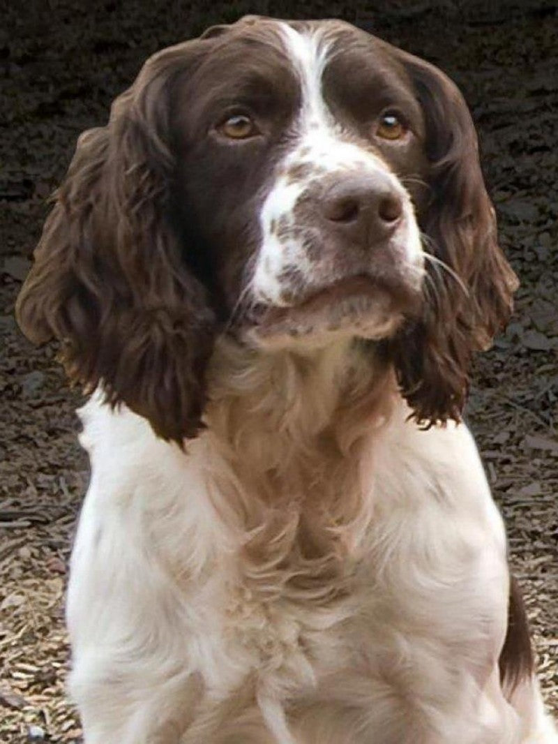 English Springer Spaniel Dog | Diamond Painting