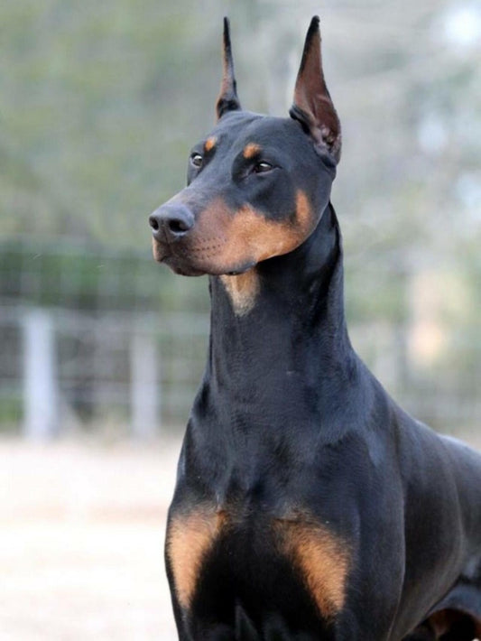 Dog Doberman | Diamond Painting