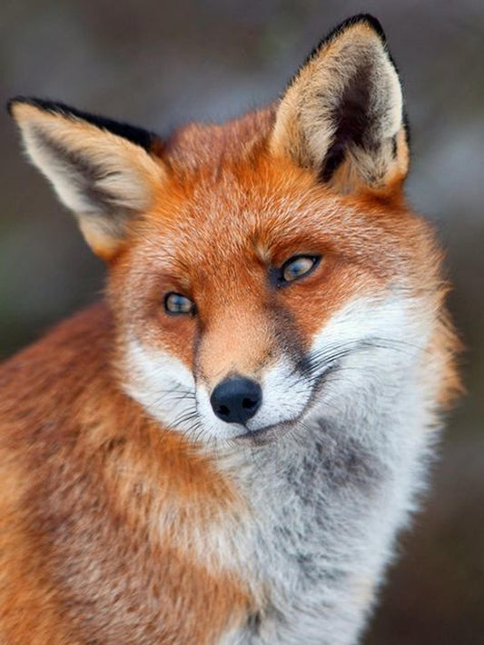Fox | Diamond Painting