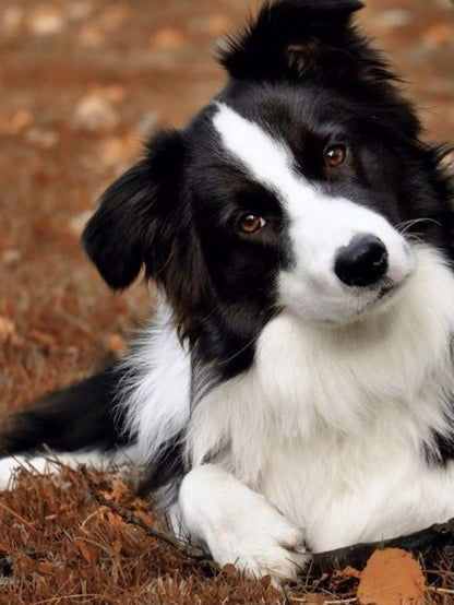 Dog Border Collie | Diamond Painting