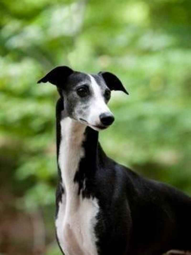 Whippet Dog | Diamond Painting
