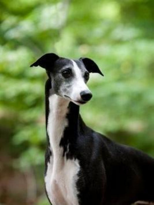Whippet Dog | Diamond Painting