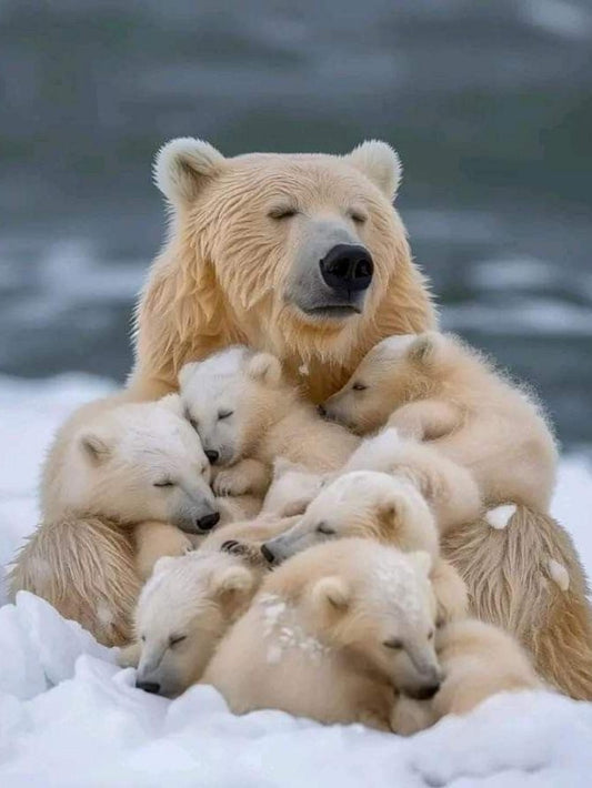 Polar Bear | Diamond Painting