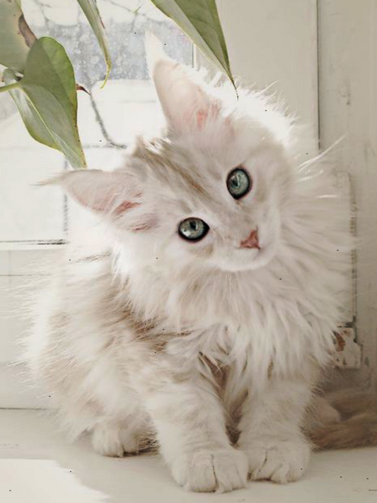 White Cat | Diamond Painting