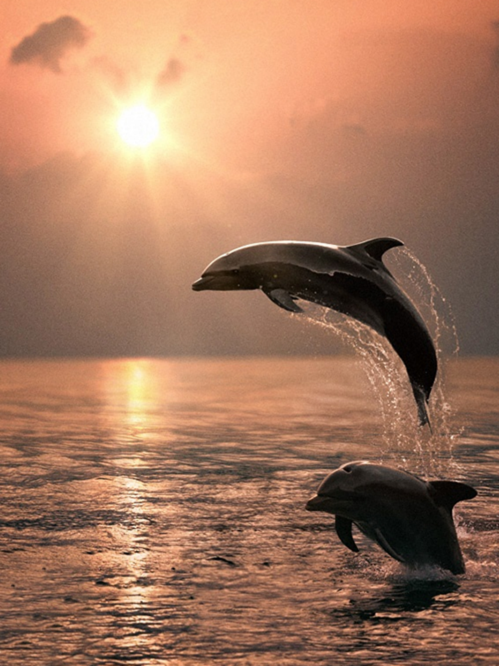 Dolphin | Diamond Painting