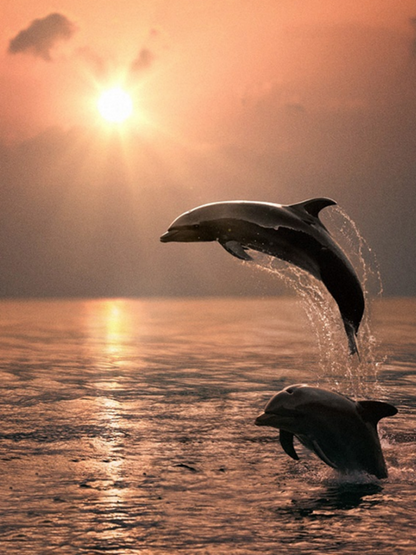 Dolphin | Diamond Painting