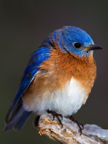 Blue Bird | Diamond Painting