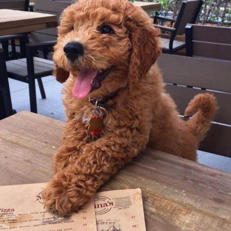 Labradoodle Dog | Diamond Painting