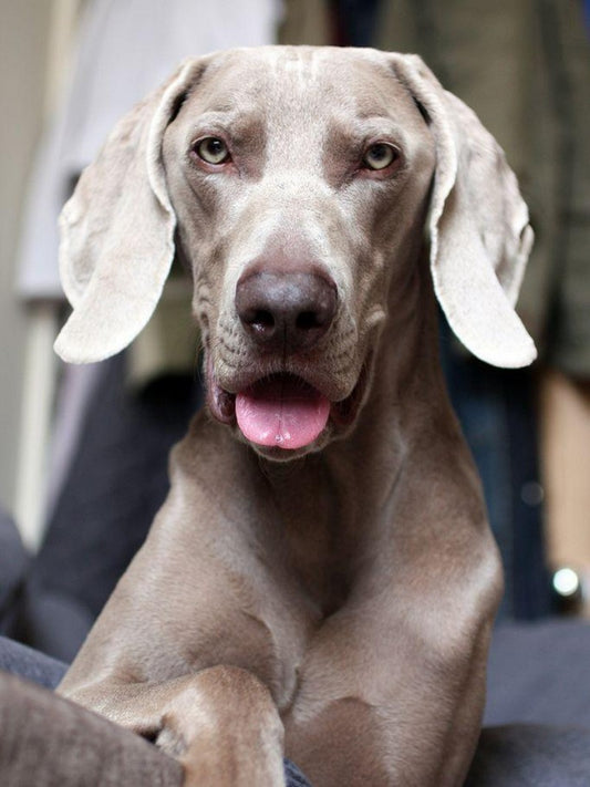 Weimaraner Dog | Diamond Painting