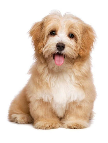 Havanese Dog | Diamond Painting
