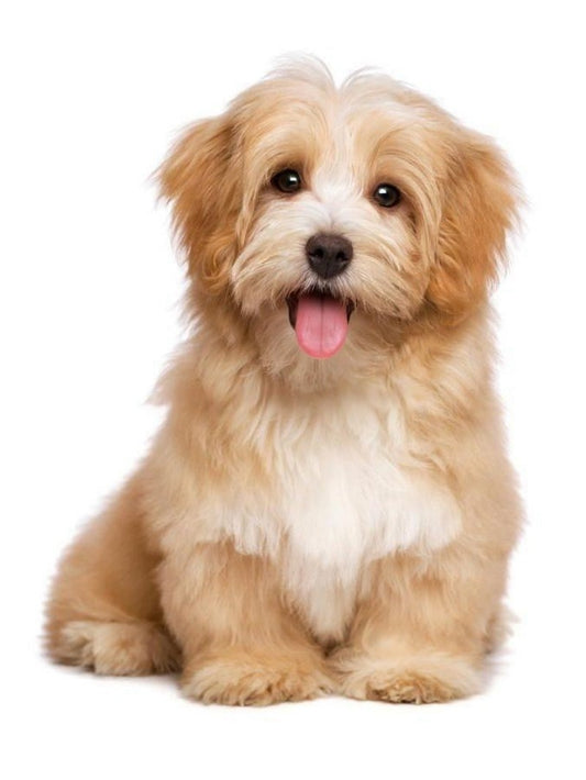 Havanese Dog | Diamond Painting