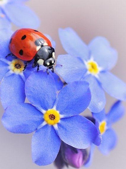 Ladybug | Diamond Painting