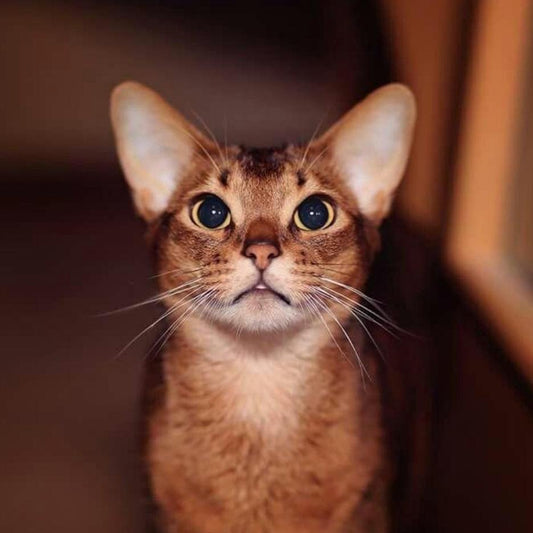 Abyssinian Cat | Diamond Painting