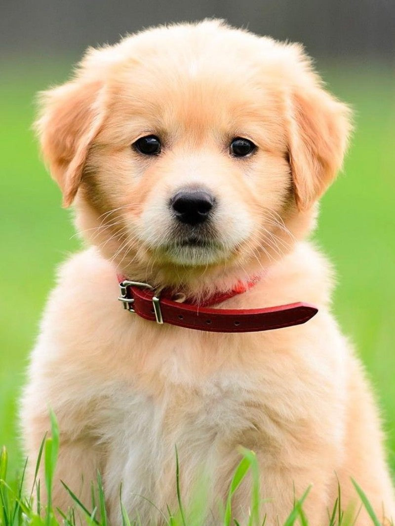 Golden Retriever Dog | Diamond Painting