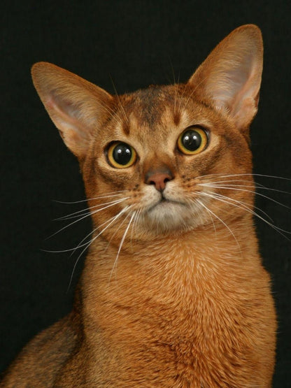 Abyssinian Cat | Diamond Painting