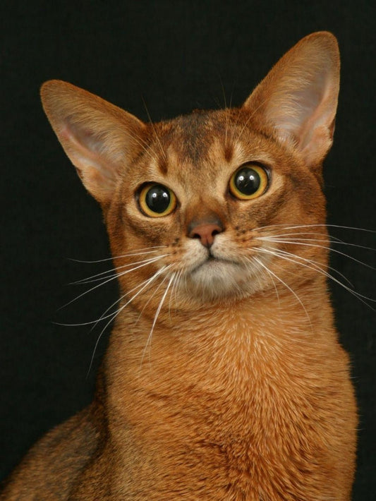 Abyssinian Cat | Diamond Painting