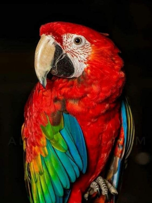 Macaw | Diamond Painting