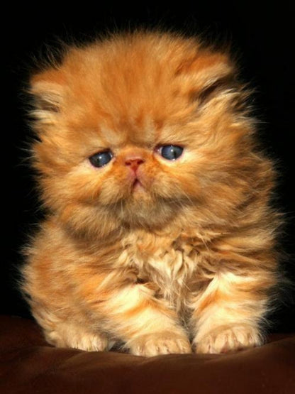 Persian Cat | Diamond Painting