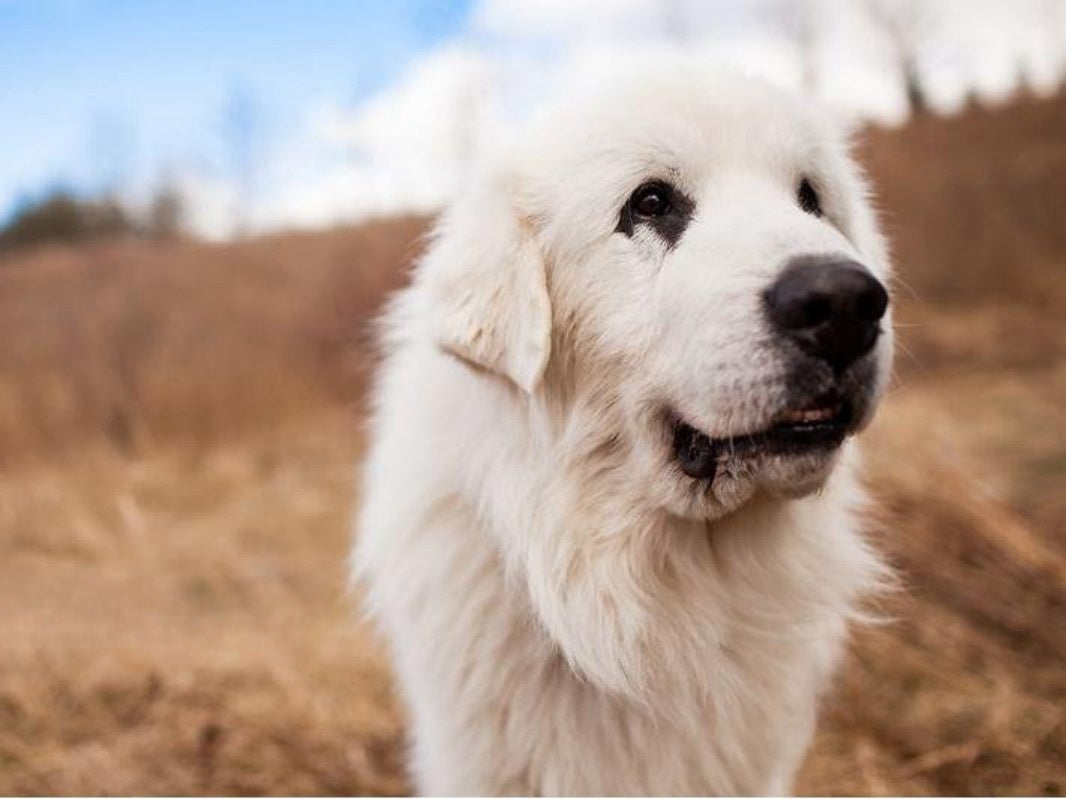 Great Pyrenees Dog | Diamond Painting