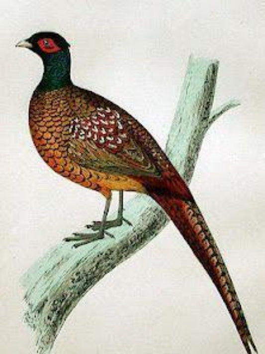 Pheasant | Diamond Painting