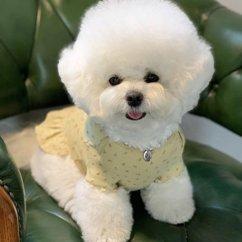 Dog Bichon Frise | Diamond Painting