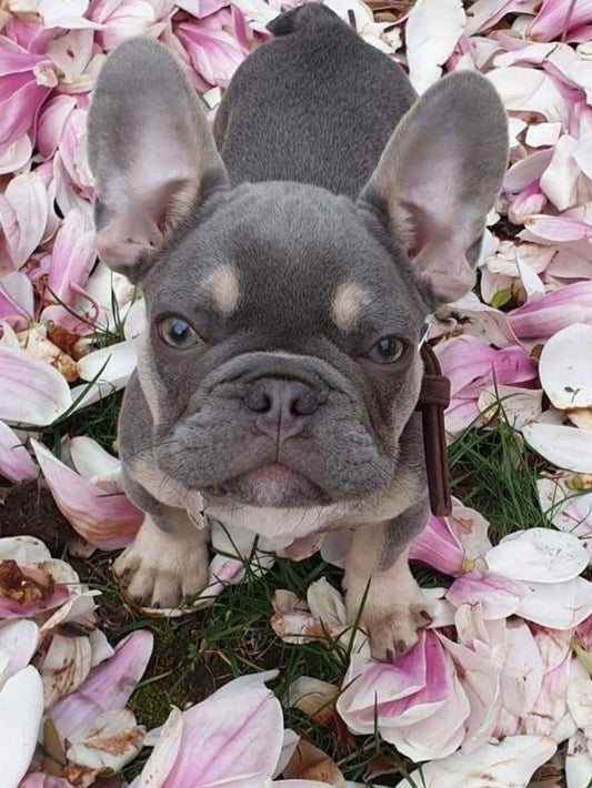 French Bulldog Dog | Diamond Painting