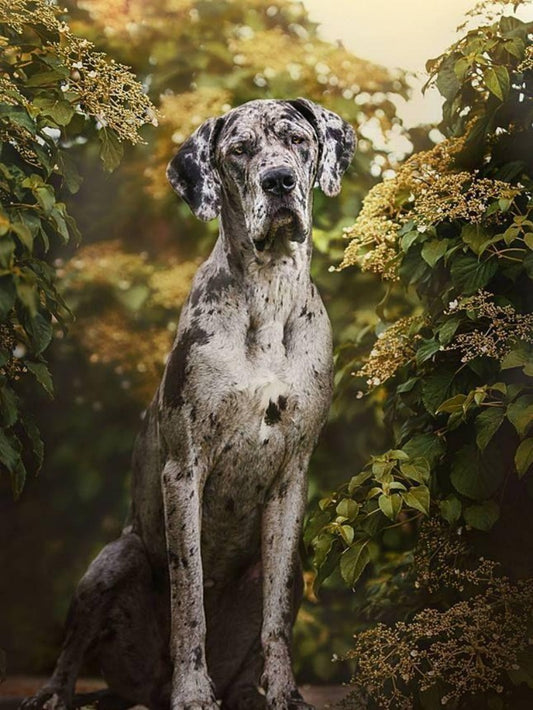 Dog Great Dane | Diamond Painting