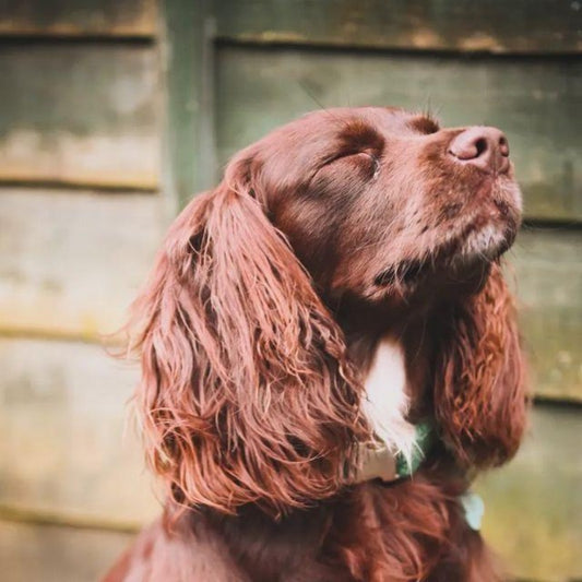 English Springer Spaniel Dog | Diamond Painting