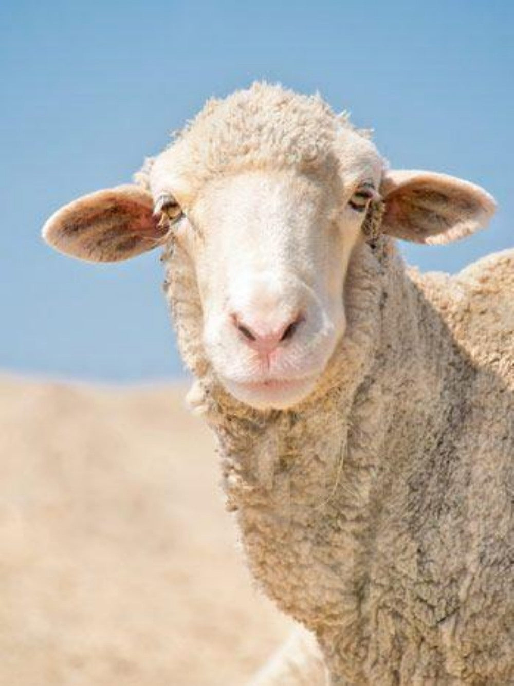 Sheep | Diamond Painting