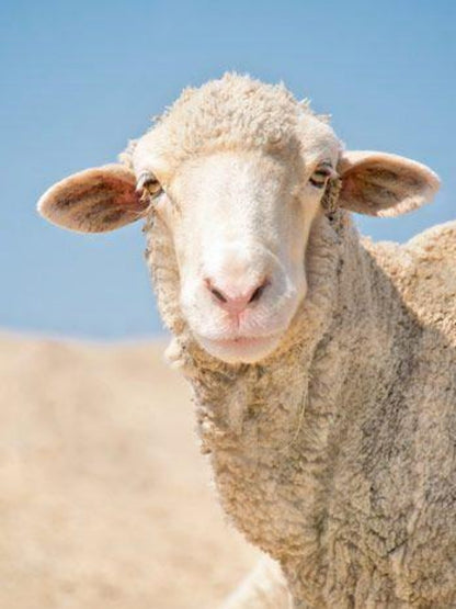 Sheep | Diamond Painting