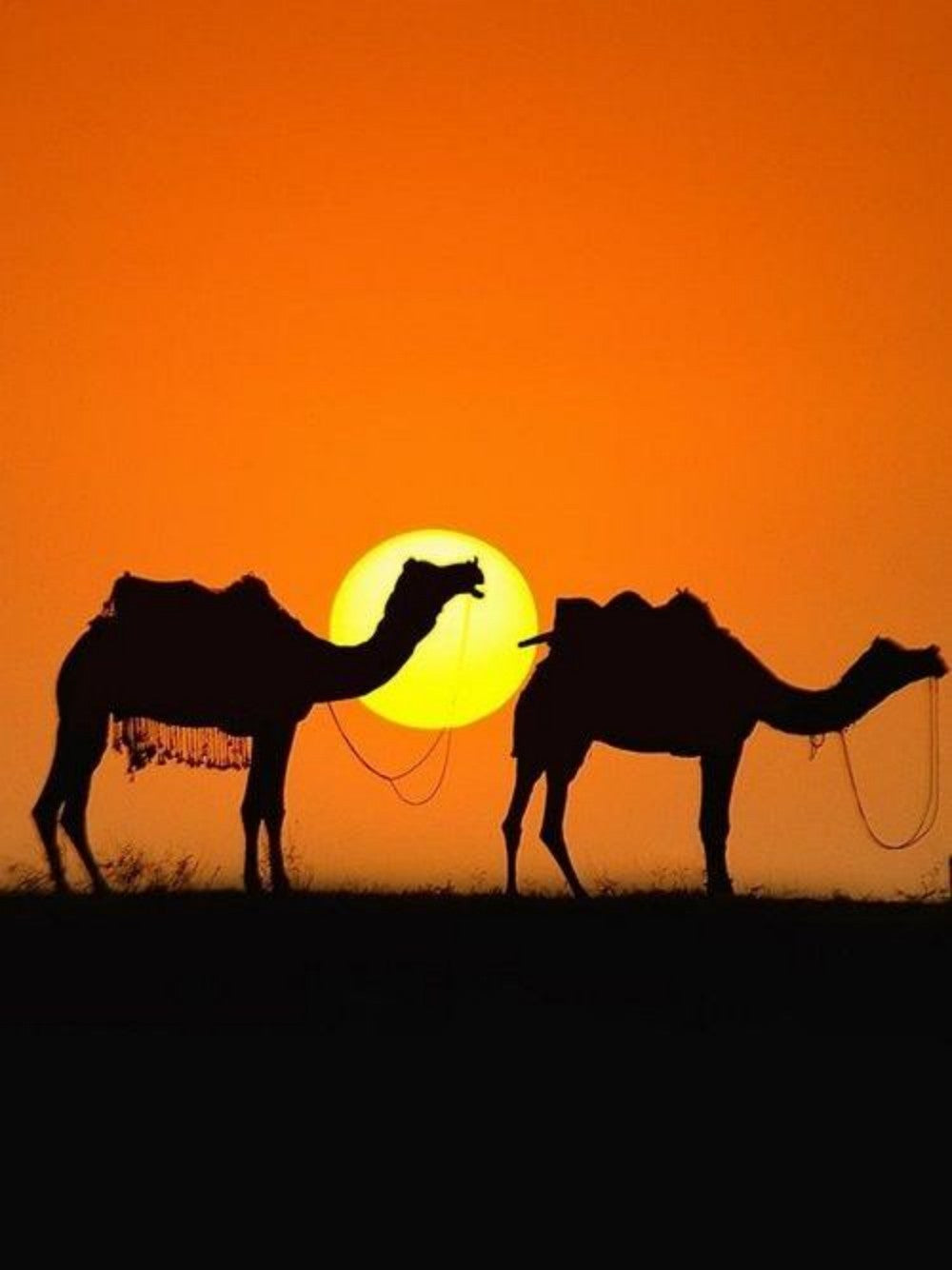 Camel | Diamond Painting