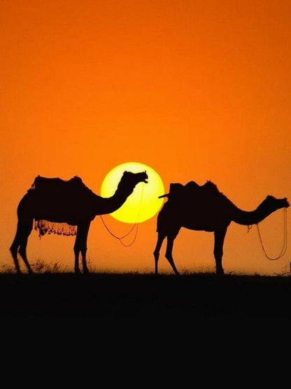 Camel | Diamond Painting