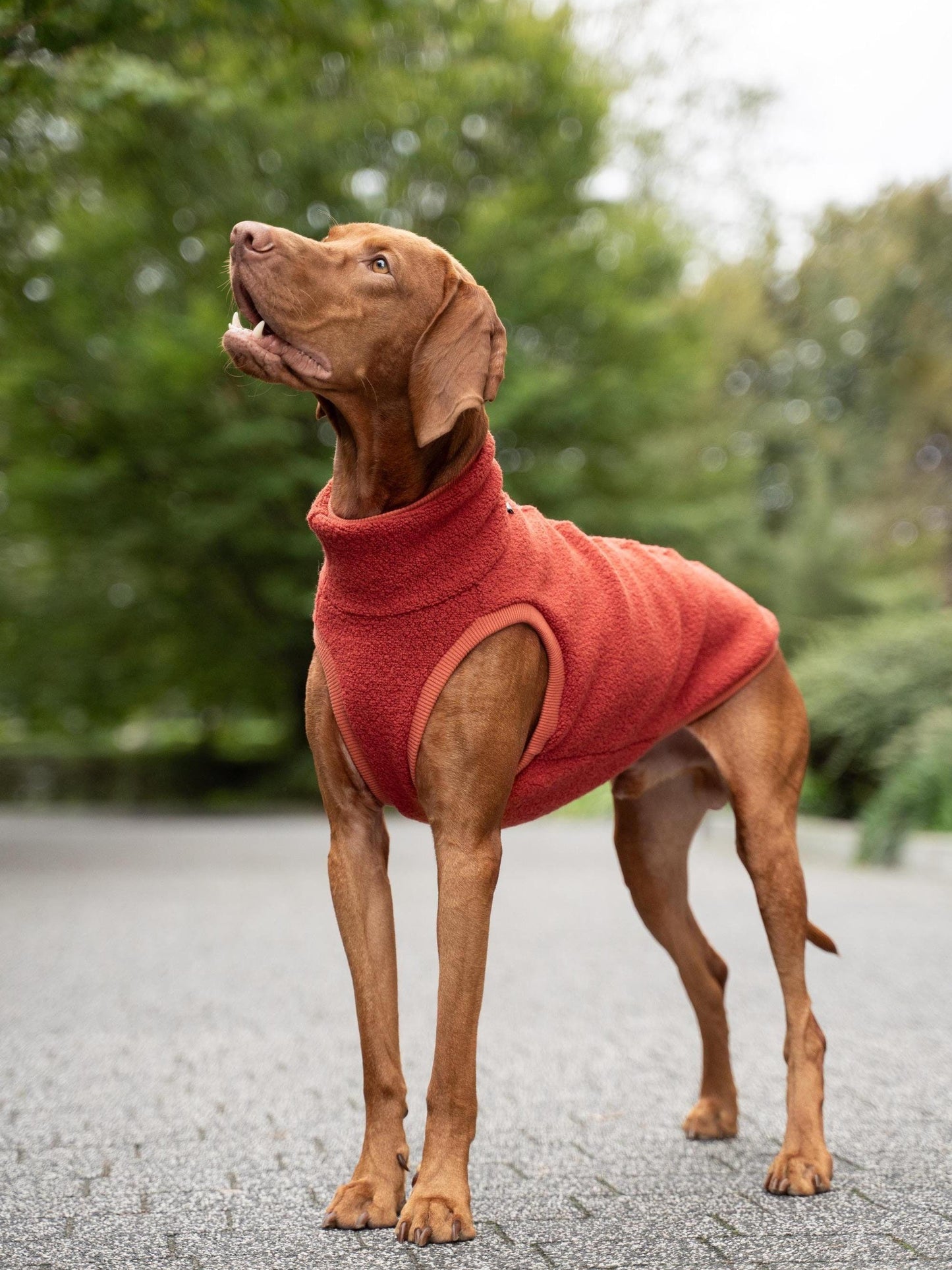 Vizsla Dog | Diamond Painting