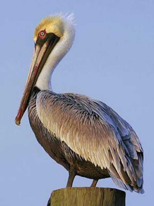 Pelican | Diamond Painting