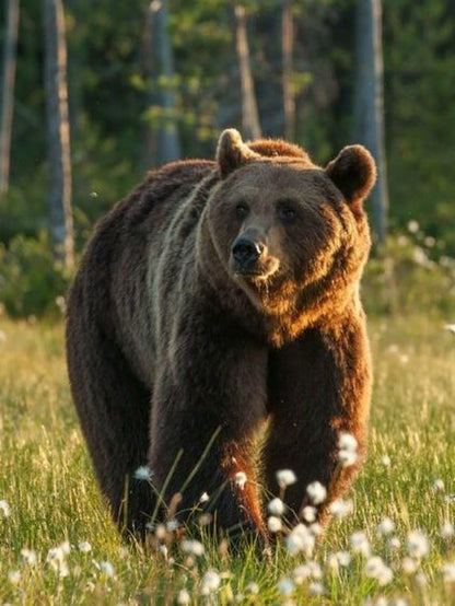 Brown Bear | Diamond Painting