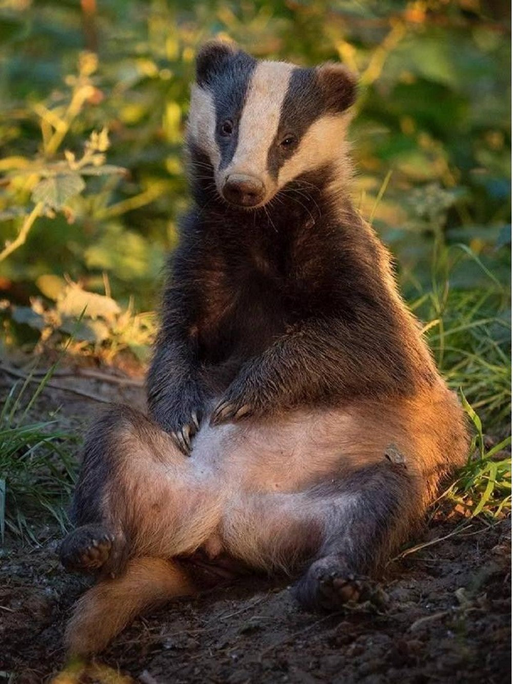 Badger | Diamond Painting