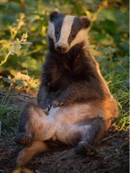 Badger | Diamond Painting