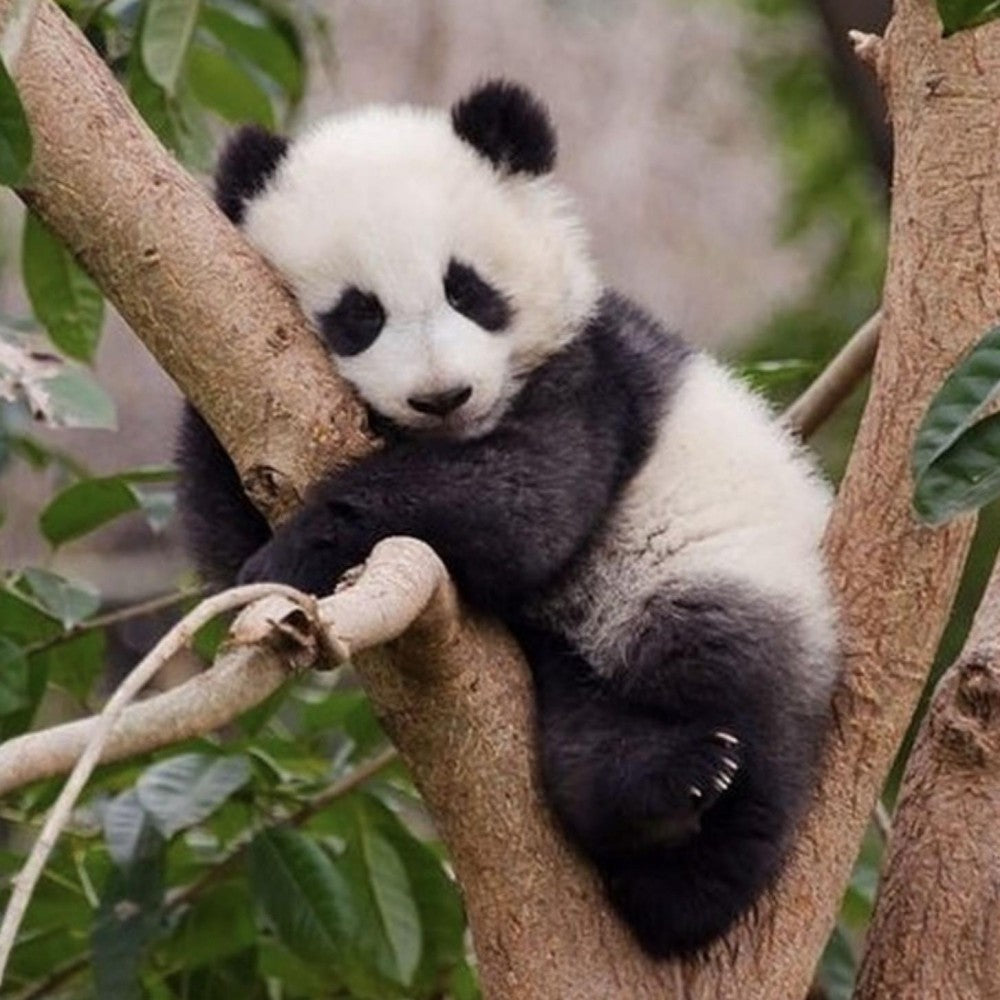 Panda | Diamond Painting