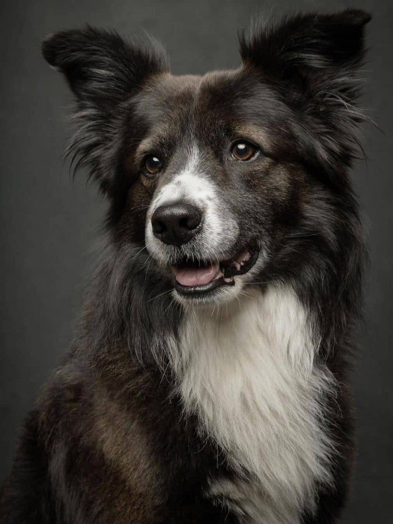 Dog Border Collie | Diamond Painting