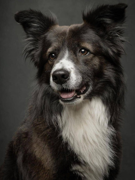 Dog Border Collie | Diamond Painting