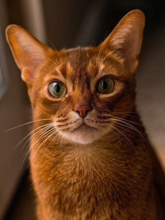 Abyssinian Cat | Diamond Painting