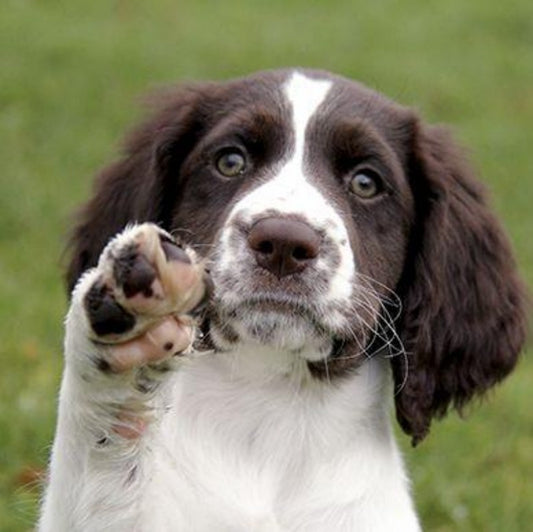 English Springer Spaniel Dog | Diamond Painting