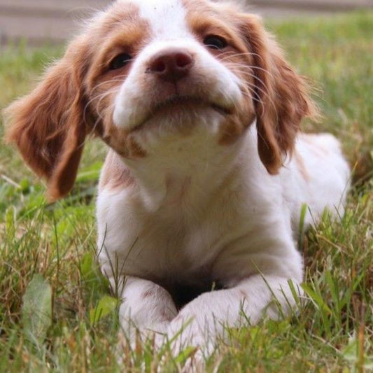 Brittany Spaniel Dog | Diamond Painting