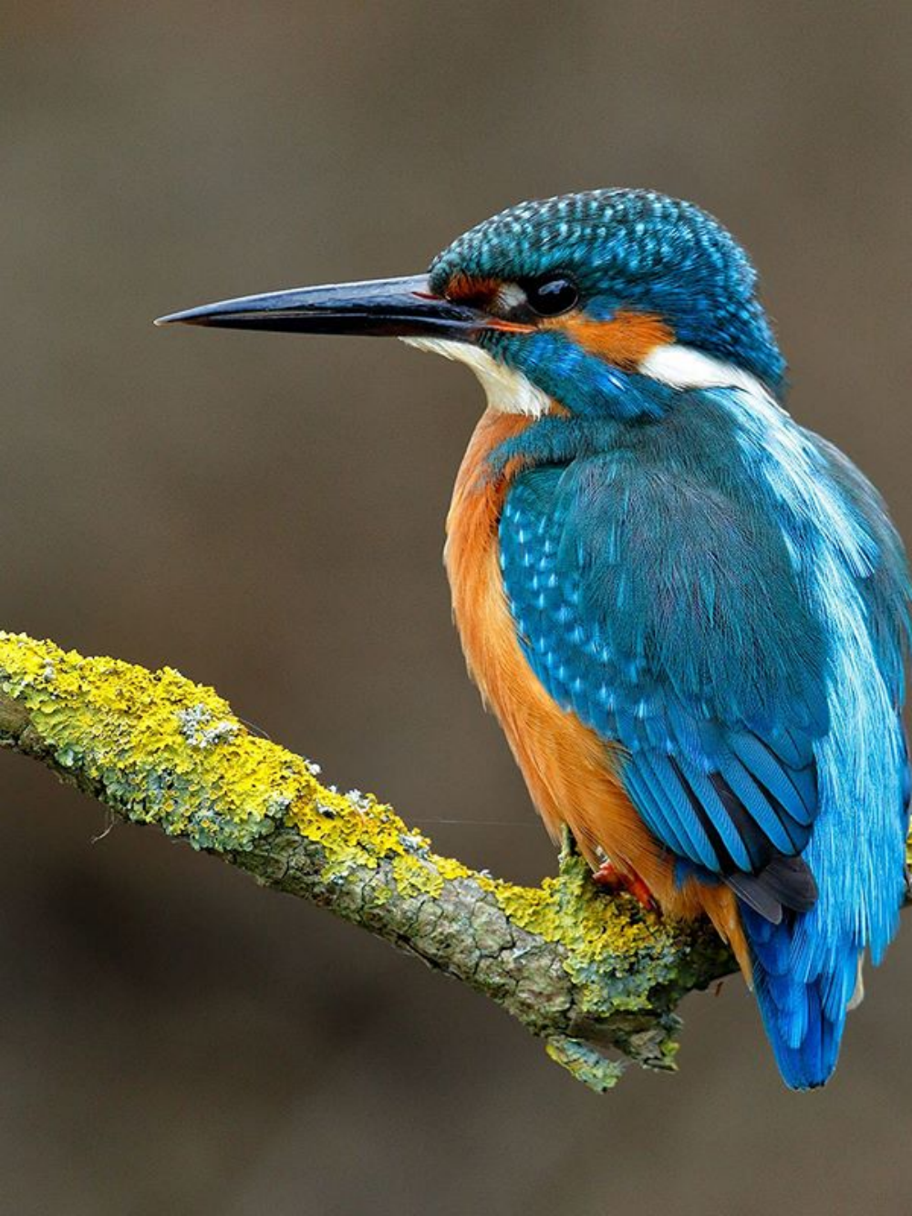 Blue Bird | Diamond Painting