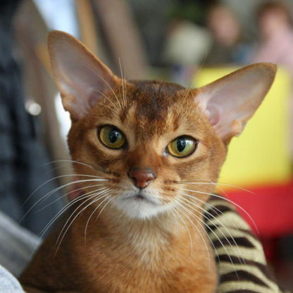 Abyssinian Cat | Diamond Painting