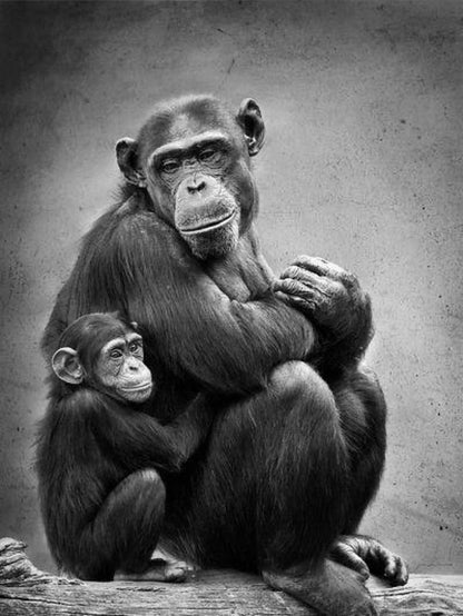 Gorilla | Diamond Painting